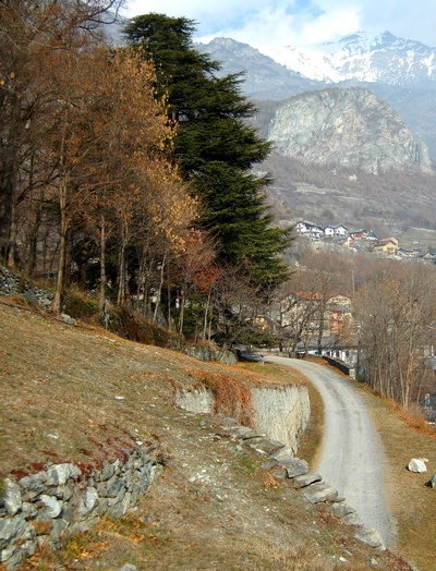 Château de Châtillon. Cèdre du liban.