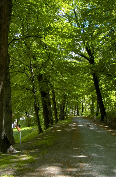Château de Châtillon. Allée principale en été.